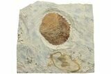 Fossil Leaf (Zizyphoides) - Montana #223798-1